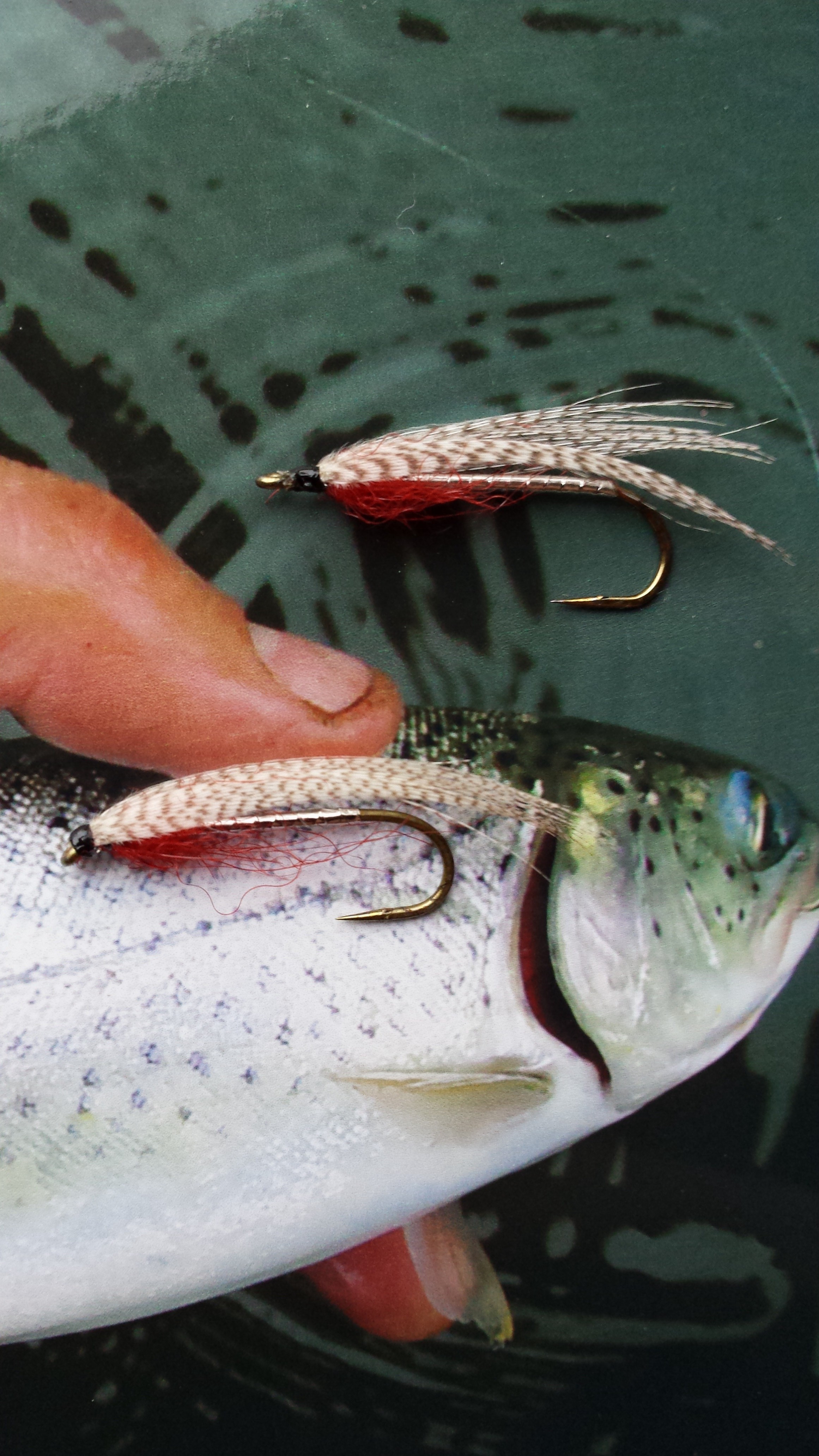 sea run cutthroat trout
